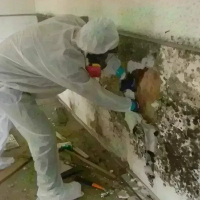 Mold Remediation and Removal in Pumpkin Center, NC